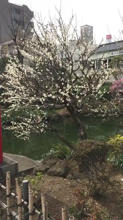 亀戸天神社の自然
