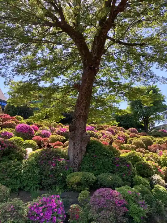根津神社の自然