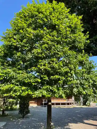 阿豆佐味天神社 立川水天宮の自然