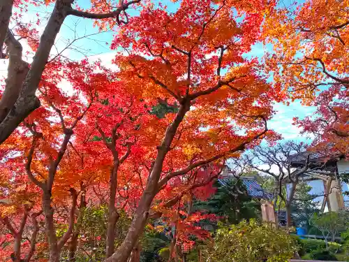華厳寺（鈴虫寺）の自然