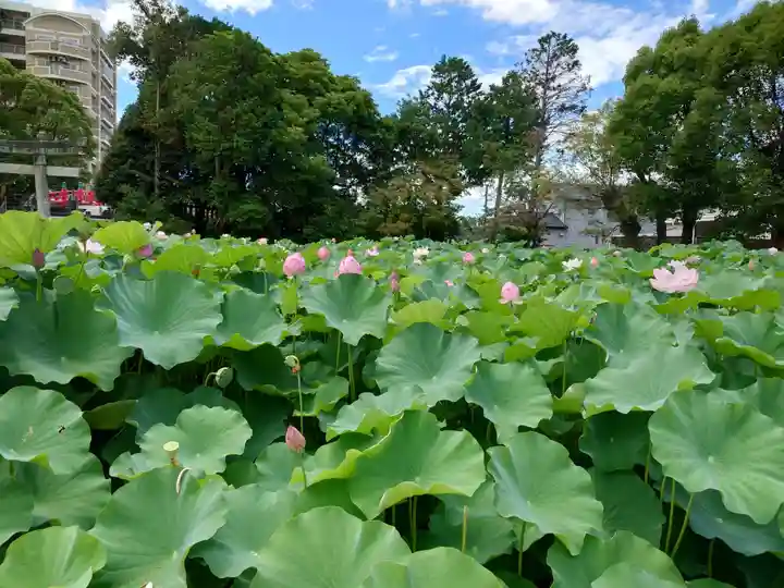 伊賀八幡宮(愛知県)