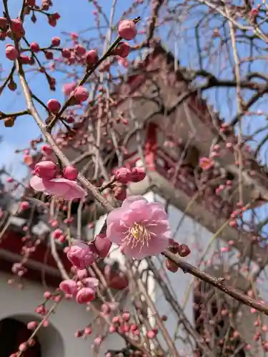 成願寺(東京都)