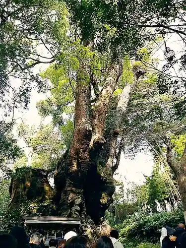 來宮神社の自然