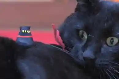 高司神社〜むすびの神の鎮まる社〜の動物