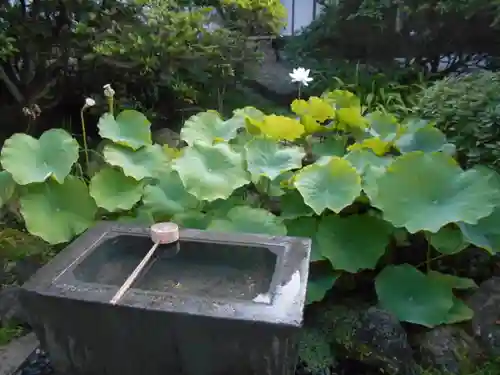 安養院　(田代寺）の手水舎