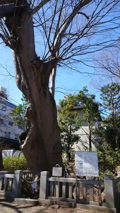 青渭神社の自然