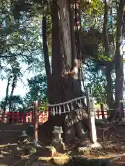 麻賀多神社の自然