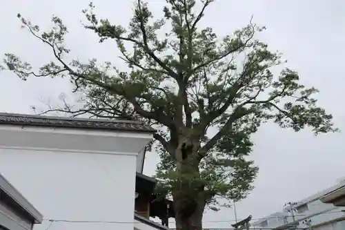 二階堂神社の自然