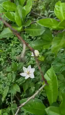 海印寺寂照院の自然