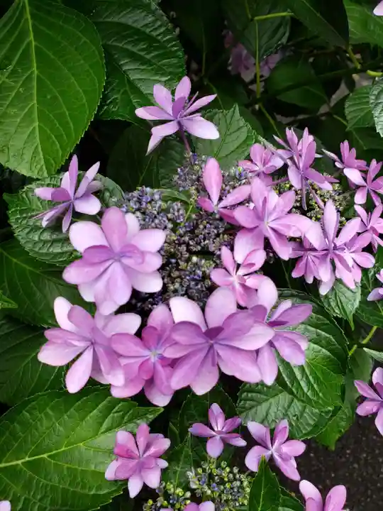 常泉院(東京都)