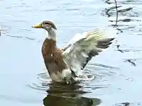 生島足島神社(長野県)