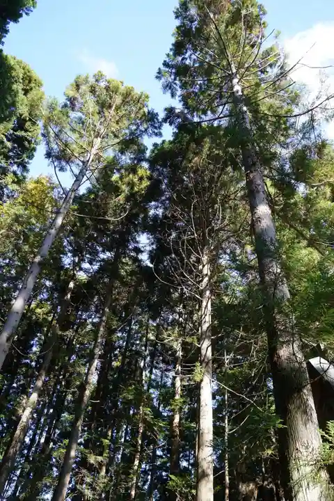 涼ケ岡八幡神社の自然
