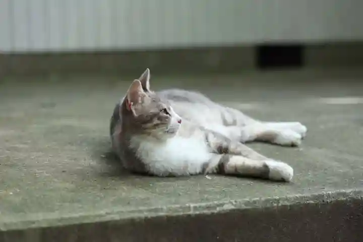 玉野御嶽神社(愛知県)
