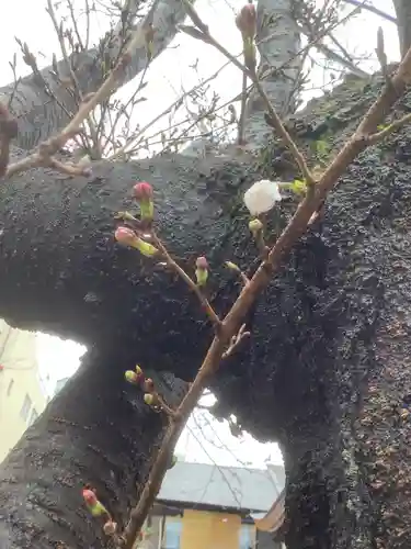 三輪神社の自然