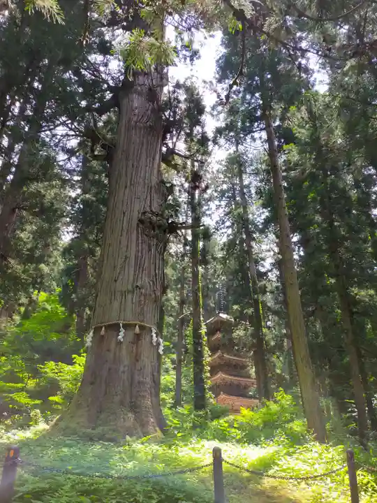 出羽神社(出羽三山神社)~三神合祭殿~の自然