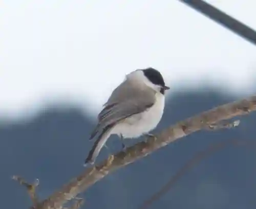 留辺蘂神社の動物