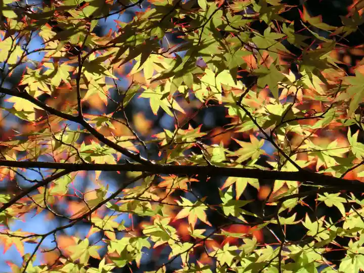 曼殊院門跡の自然