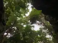 神社(名称不明)の自然