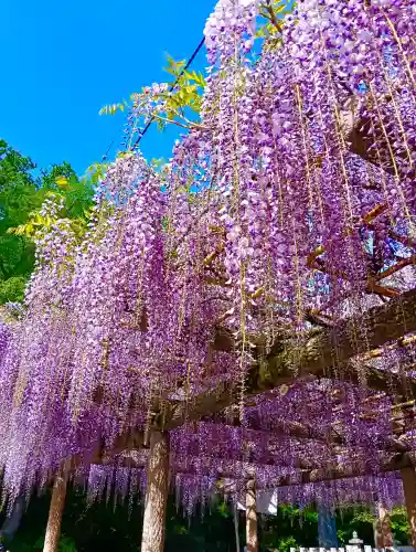 日吉神社の{uncategorized: "未分類", other: "その他", undefined: "問題あり", building: "その他建物", grave: "お墓", sacred_gate: "鳥居", guardian: "狛犬", statue: "像", buddha: "仏像", history: "歴史", nature: "自然", garden: "庭園", animal: "動物", pagoda: "塔", temizu: "手水舎", mountain_gate: "山門・神門", sanctuary: "本殿・本堂", subordinate: "末社・摂社", art: "芸術", scenery: "景色", jizo: "地蔵", ema: "絵馬", goshuin: "御朱印", omikuji: "おみくじ", items: "授与品その他", amulet: "お守り", goshuincho: "御朱印帳", eats: "食事", festival: "お祭り", votive_dance: "神楽", shichigosan: "七五三参", wedding: "結婚式", experience: "体験その他", initially: "初詣", around: "周辺", anti_infection: "感染症対策"}