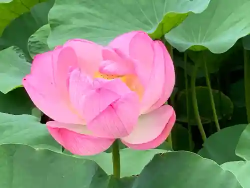 伊賀八幡宮の自然