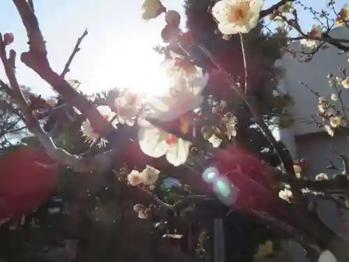 西院春日神社の自然