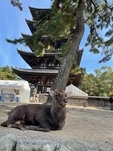 興福寺の動物