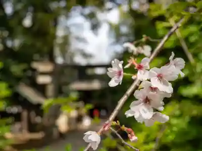 赤坂氷川神社(東京都)