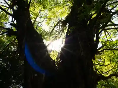赤坂氷川神社(東京都)