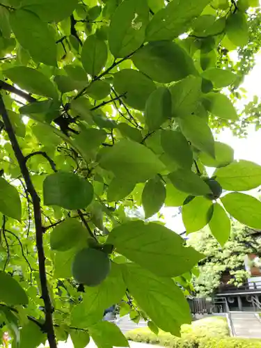 福蔵院(東京都)