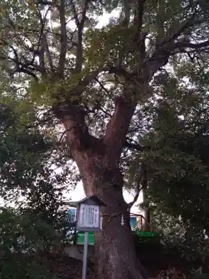 八幡宮(蓼原)(静岡県)