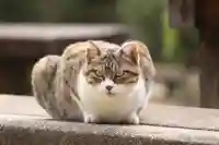 玉野御嶽神社(愛知県)