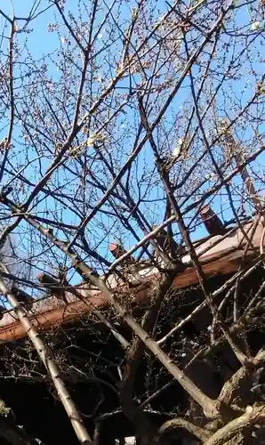 高円寺氷川神社(東京都)