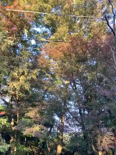 玉野御嶽神社の自然