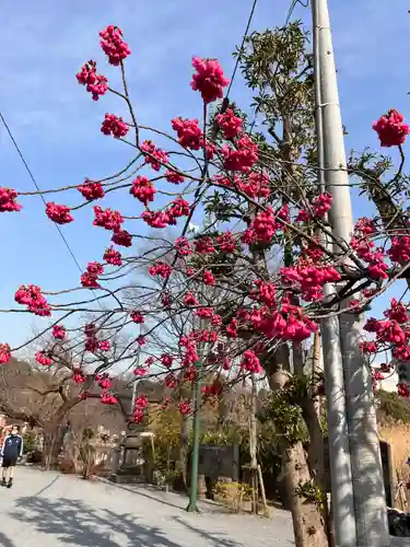 寛永寺不忍池弁天堂の自然