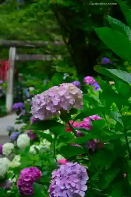 太平山神社(栃木県)