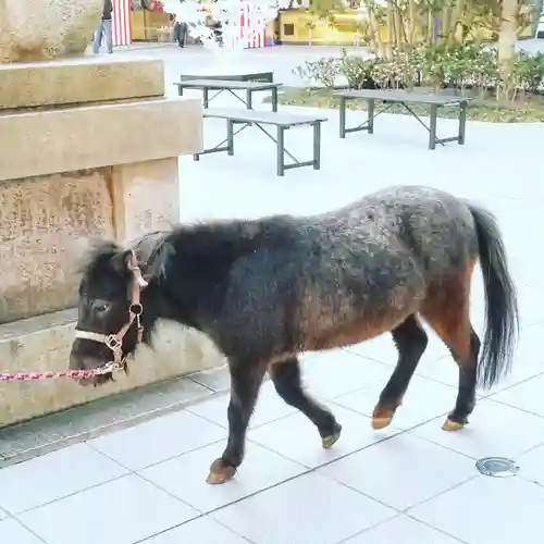 神田神社（神田明神）の動物
