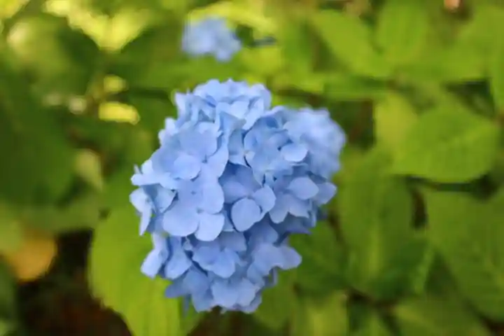釧路一之宮 厳島神社の自然