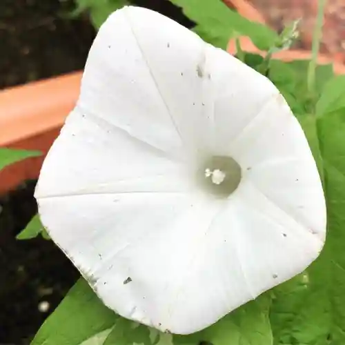 豊景神社の自然