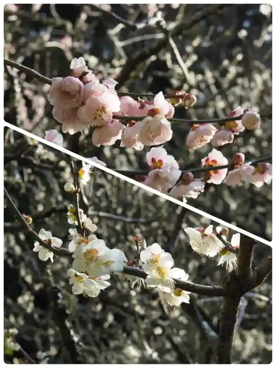 瑞泉寺(神奈川県)