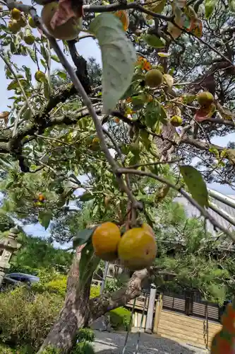 福満寺の自然