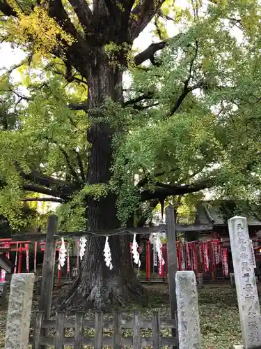 鬼子母神堂　(法明寺）の自然