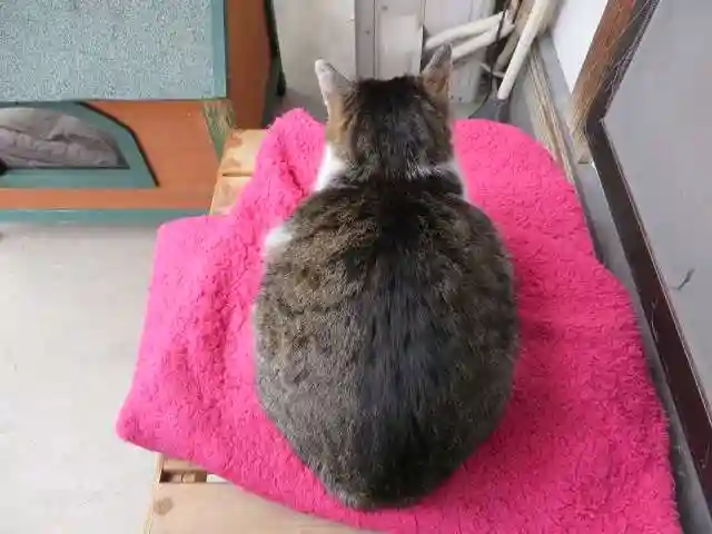 御誕生寺(猫寺)(福井県)