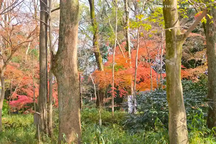 賀茂御祖神社(下鴨神社)(京都府)