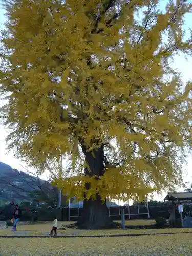 丹生酒殿神社の自然