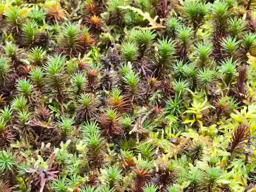 慈眼院(大阪府)