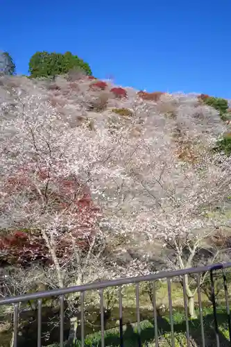 川見薬師寺の自然