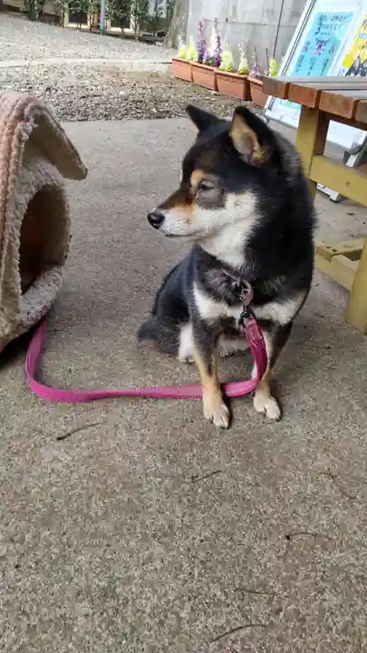 上目黒氷川神社の動物