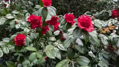 御香宮神社(京都府)