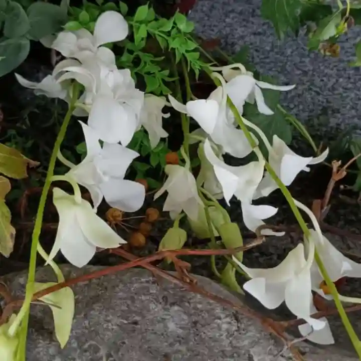彌彦神社 (伊夜日子神社)(北海道)