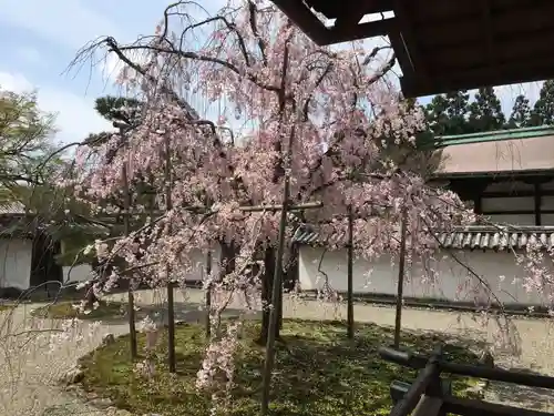 三宝院（三宝院門跡）の自然